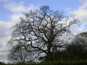 Real life fractal: tree